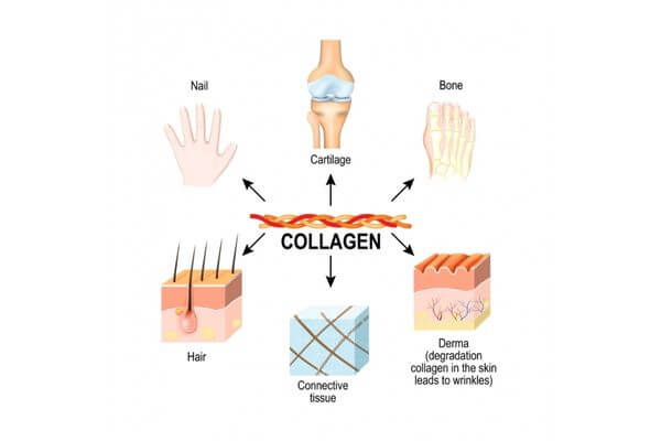 Cấy collagen tươi là gì? Phương pháp cấy collagen tươi có tốt không?