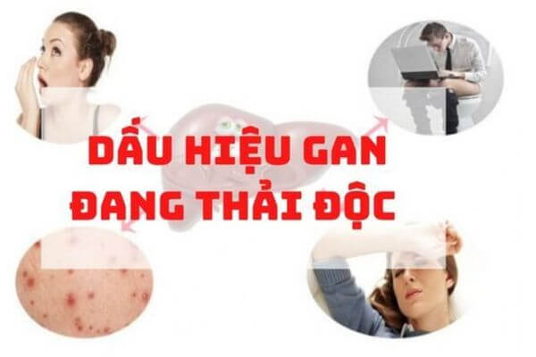 Dấu hiệu gan đang thải độc