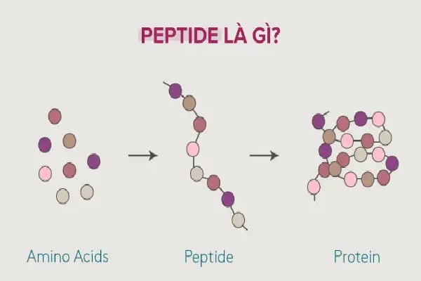 5 công dụng cuả peptide trong làm đẹp