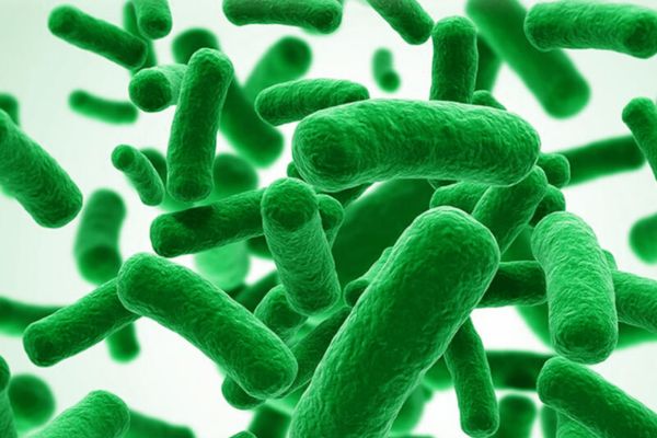 Khái nhiệm lợi khuẩn Bifidobacterium là gì?