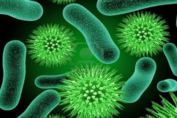 Lợi khuẩn Bifidobacterium là gì?
